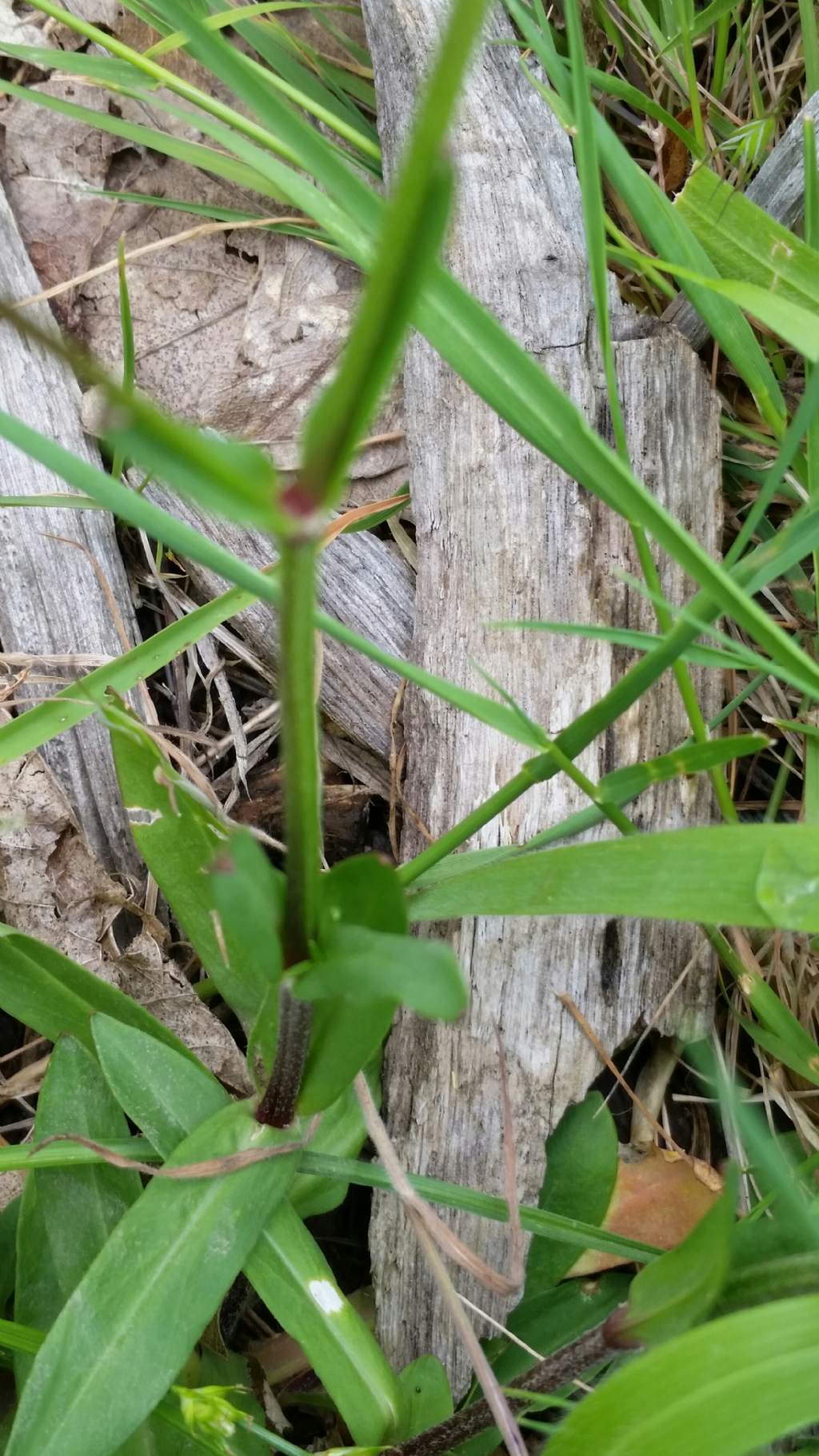 Lychnis flos-cuculi  (Caryophyllaceae)